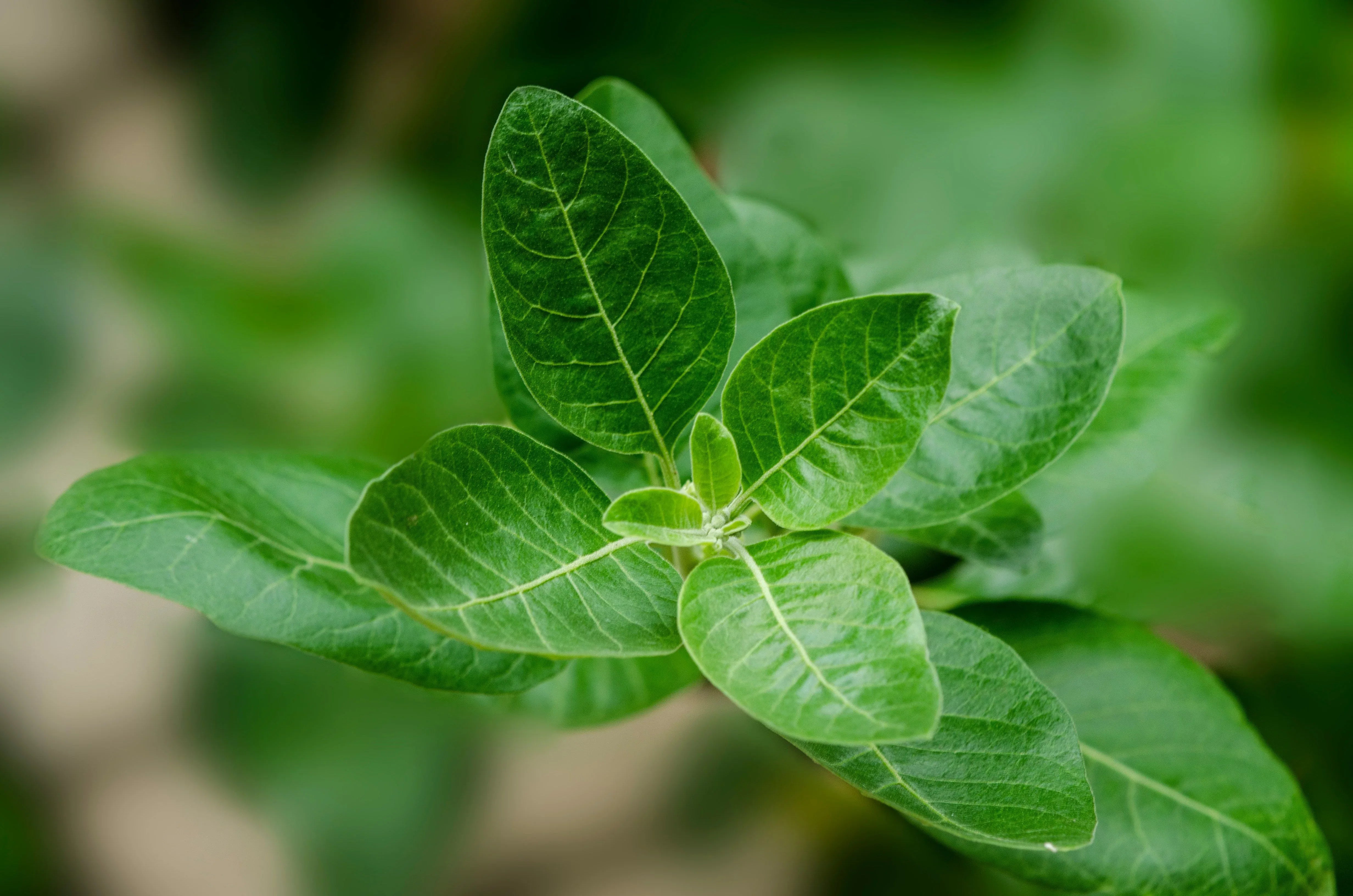 Ashwagandha Powder - Nutrifeel