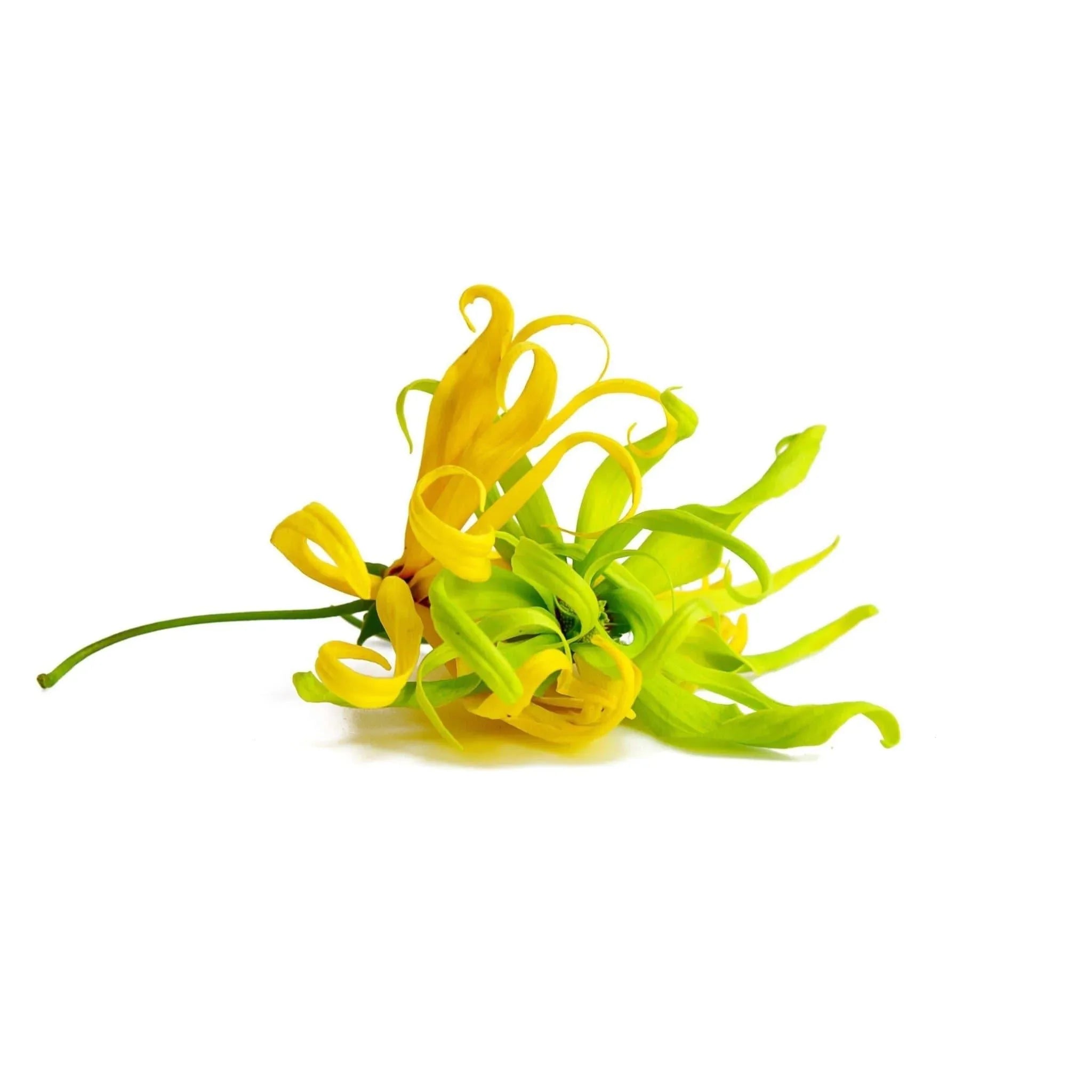 Déodorant Ylang-Ylang - Nutrifeel